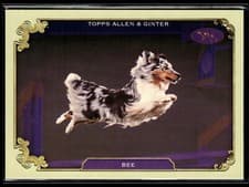 2024 Topps Allen & Ginter Stars of the Show The Westminster Kennel Club Bee #SOS-3 card