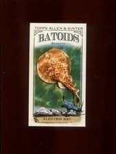 2024 Topps Allen & Ginter Mini Batoids Beneath Electric Ray #RITW-3