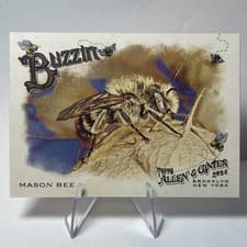 Mason BEe 2024 Topps Allen & Ginter Buzzin card