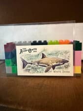2025 Topps Allen & Ginter 50 Fish From Global Waters (Minis) Great White Shark #FGW-2 card