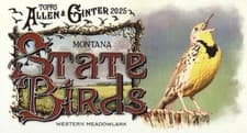 2025 Topps Allen & Ginter State Birds (Minis) Western Meadowlark - Montana #SB-26 card