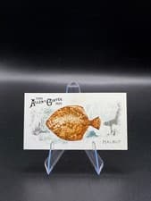 2025 Topps Allen & Ginter 50 Fish From Global Waters (Minis) Halibut #FGW-27 card