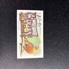 2025 Topps Allen & Ginter State Birds (Minis) American Robin - Connecticut #SB-7 card