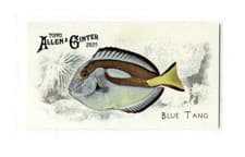 2025 Topps Allen & Ginter 50 Fish From Global Waters (Minis) Blue Tang #FGW-6 card