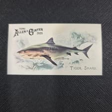 2025 Topps Allen & Ginter 50 Fish From Global Waters (Minis) Tiger Shark #FGW-24 card