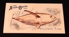 2025 Topps Allen & Ginter 50 Fish From Global Waters (Minis) Yellowfin Tuna #FGW-4 card