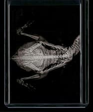 Humboldt Penguin 2024 Topps Allen & Ginter X-Ray’d card
