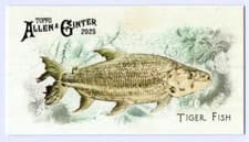 2025 Topps Allen & Ginter 50 Fish From Global Waters (Minis) Tiger Fish #FGW-39 card