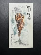 2025 Topps Allen & Ginter 50 Fish From Global Waters (Minis) Fangtooth #FGW-13 card