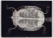 Western Pond Turtle