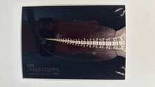 Beaver Tail 2024 Topps Allen & Ginter X-Ray’d card