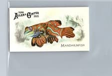 2025 Topps Allen & Ginter 50 Fish From Global Waters (Minis) Mandarinfish #FGW-7 card