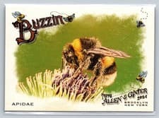 Apidae 2024 Topps Allen & Ginter Buzzin card