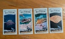 2024 Topps Allen & Ginter Mini Batoids Beneath Southern Stingray #RITW-7 card