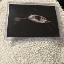 Bufflehead Duck 2024 Topps Allen & Ginter X-Ray’d card