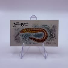 2025 Topps Allen & Ginter 50 Fish From Global Waters (Minis) Electric Eel #FGW-12 card