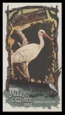 2024 Topps Allen & Ginter Swamp Creatures Mini American White Ibis #SC-4 card