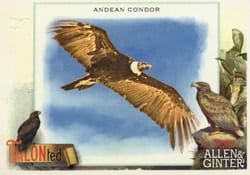 2023 Topps Allen & Ginter Talonted Andean Condor #TT-2 card