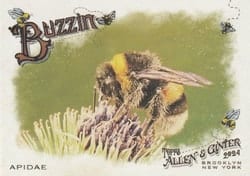 2024 Topps Allen & Ginter Buzzin’ Apidae #BUZ-6 card