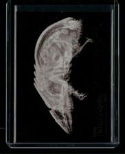 2024 Topps Allen & Ginter X-Ray’d Armadillo #XR-4 card
