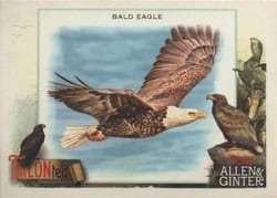 2023 Topps Allen & Ginter Talonted Bald Eagle #TT-5 card