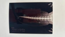 2024 Topps Allen & Ginter X-Ray’d Beaver Tail #XR-3 card