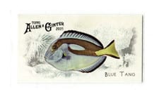 2025 Topps Allen & Ginter 50 Fish From Global Waters (Minis) Blue Tang #FGW-6 card