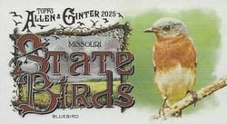 2025 Topps Allen & Ginter State Birds (Minis) Bluebird - Missouri #SB-25 card