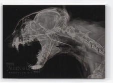 2024 Topps Allen & Ginter X-Ray’d Bobcat #XR-8 card