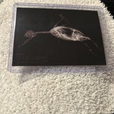 2024 Topps Allen & Ginter X-Ray’d Bufflehead Duck #XR-9 card