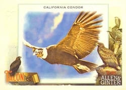 2023 Topps Allen & Ginter Talonted California Condor #TT-17 card