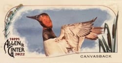 2022 Topps Allen & Ginter Mini Ducks Canvasback #MD-2 card