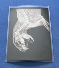 2024 Topps Allen & Ginter X-Ray’d Cape Porcupine #XR-12 card