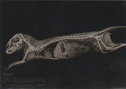 2024 Topps Allen & Ginter X-Ray’d Dwarf Mongoose #XR-14 card