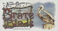 2025 Topps Allen & Ginter State Birds (Minis) Eastern Brown Pelican - Louisiana #SB-18 card