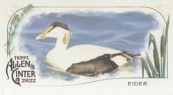 2022 Topps Allen & Ginter Mini Ducks Eider #MD-4 card