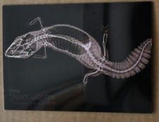 2024 Topps Allen & Ginter X-Ray’d Fat-Tailed Gecko #XR-15 card