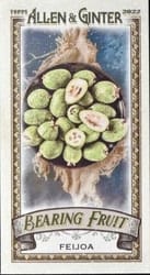 2022 Topps Allen & Ginter Mini Bearing Fruit Feijoa #BF-8 card
