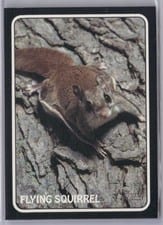 2024 Topps Heritage 1975 Topps Zoo's Who Stick-Ons Flying Squirrel #75Z-10 card