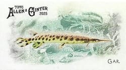 2025 Topps Allen & Ginter 50 Fish From Global Waters (Minis) Gar #FGW-33 card