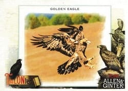 2023 Topps Allen & Ginter Talonted Golden Eagle #TT-9 card