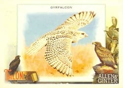 2023 Topps Allen & Ginter Talonted Gyrfalcon #TT-15 card