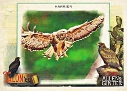 2023 Topps Allen & Ginter Talonted Harrier #TT-19 card