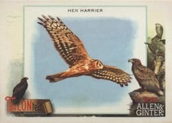 2023 Topps Allen & Ginter Talonted Hen Harrier #TT-12 card