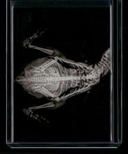 2024 Topps Allen & Ginter X-Ray’d Humboldt Penguin #XR-17 card
