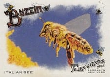 2024 Topps Allen & Ginter Buzzin’ Italian Bee #BUZ-5 card