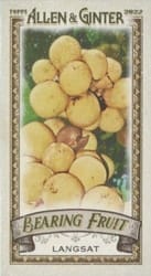 2022 Topps Allen & Ginter Mini Bearing Fruit Langsat #BF-11 card