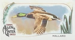 2022 Topps Allen & Ginter Mini Ducks Mallard #MD-1 card