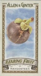 2022 Topps Allen & Ginter Mini Bearing Fruit Mangosteen #BF-13 card