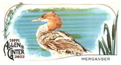 2022 Topps Allen & Ginter Mini Ducks Merganser #MD-6 card